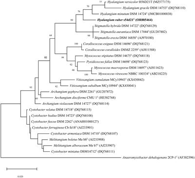 Hyalangiumruber sp. nov, characterization of a novel myxobacterium strain s54d21 and their secondary metabolites